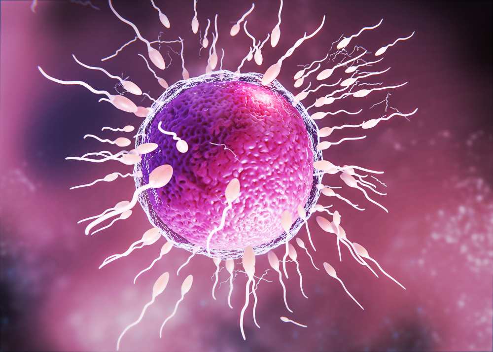 process of embryo freezing