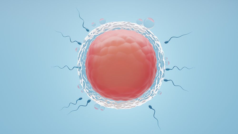Preparation For Egg Retrieval in IVF