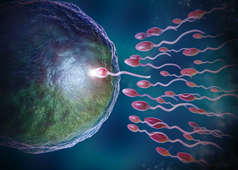 procedure of Intrauterine Insemination