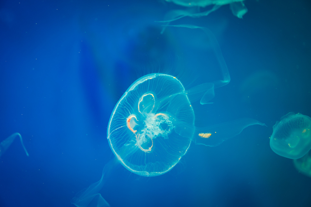 What is Egg Retrieval In IVF